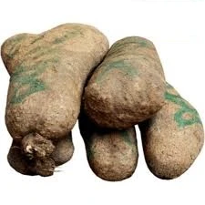 White Yam (Big size)